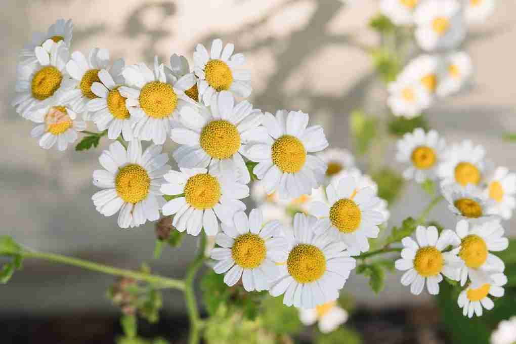 خرید و فروش گیاه بابونه سفید با شرایط فوق العاده